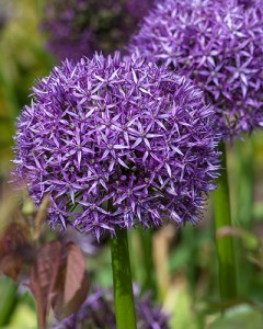 Allium globemaster.jpg